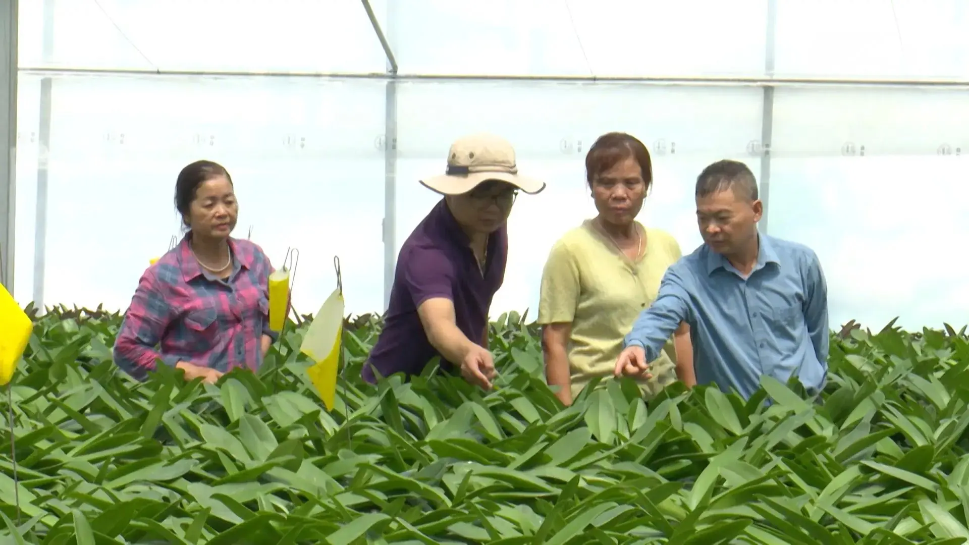 Vươn lên làm giàu từ trồng hoa lan hồ điệp | Người tốt quanh ta | 06/11/2025